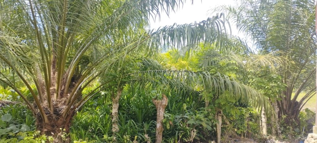 Lahan Perkebunan Sawit Masyarakat Desa Jaya baru