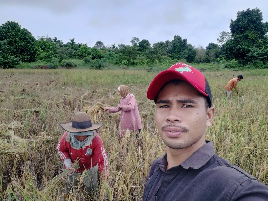 Kegiatan Panen Padi/ Mamahi Bersama Petani di Blang Tarikin Desa Jaya Baru, Kecamatan Salang.